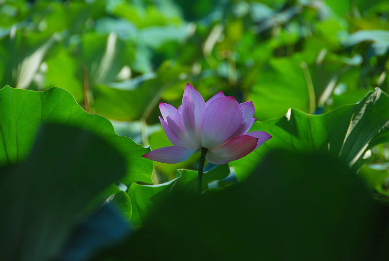 重游香湖岛