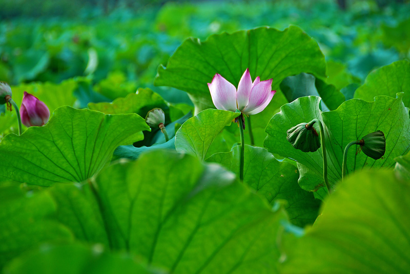 重游香湖岛