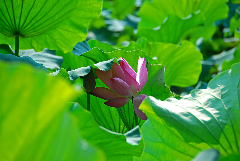 重游香湖岛