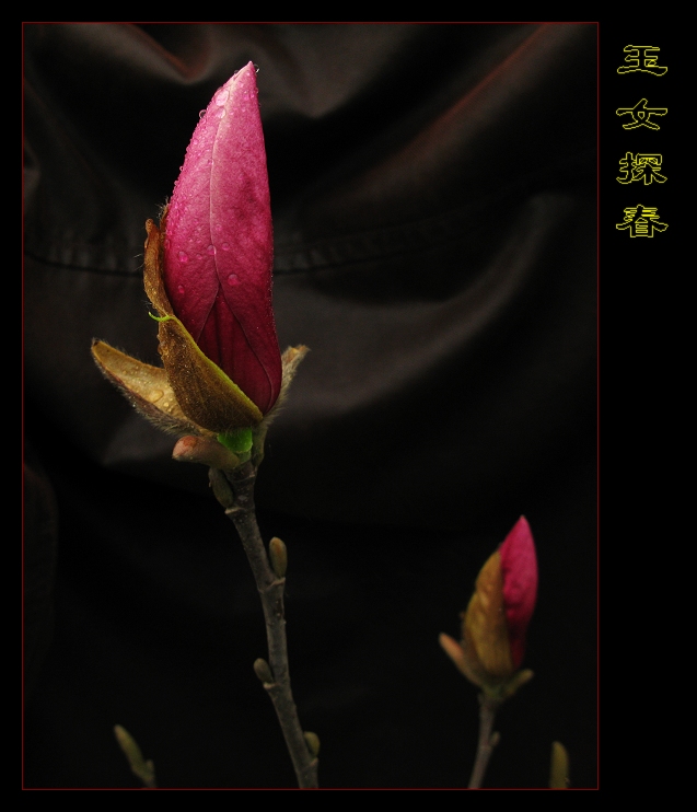 玉女探春