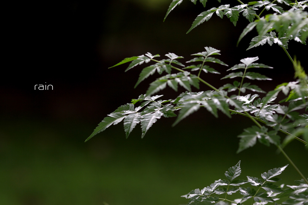 RAIN