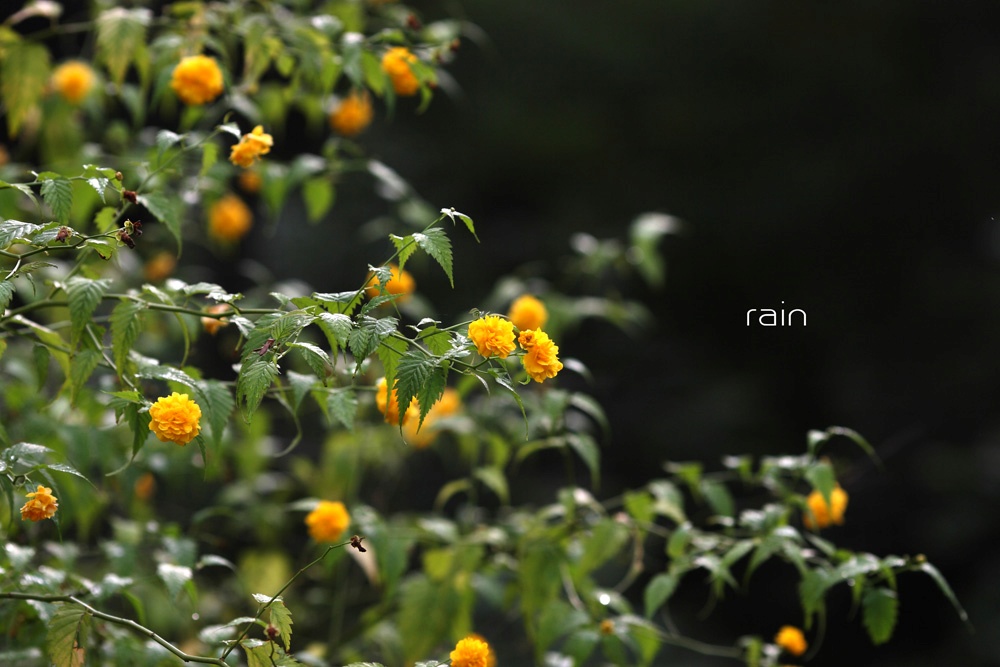 RAIN