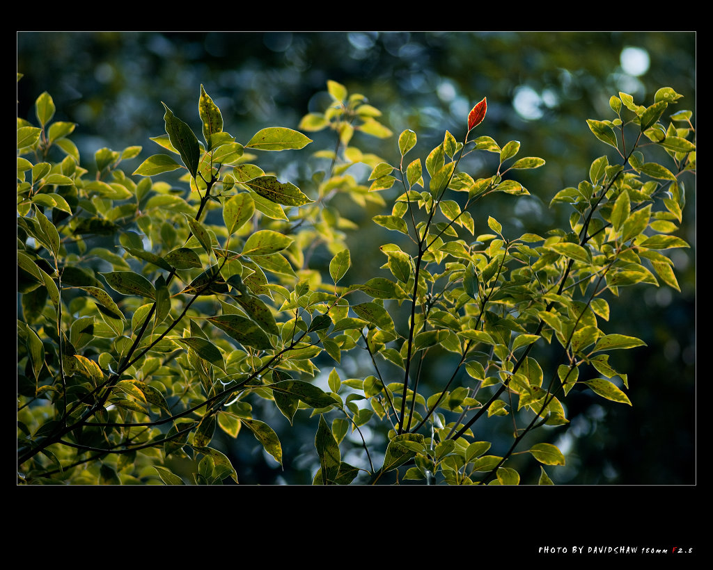 DSC_6486.jpg
