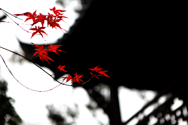 Ƭ 025.jpg