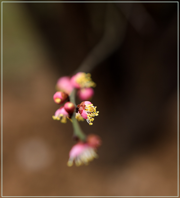_MG_2557.jpg