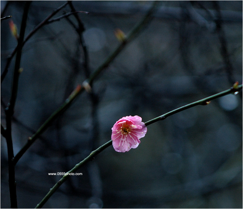 DSC_5298.jpg