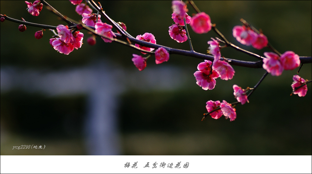 IMGP9878.jpg