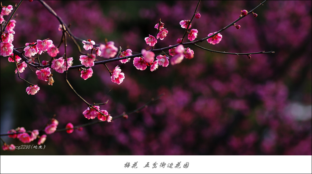 IMGP9869.jpg