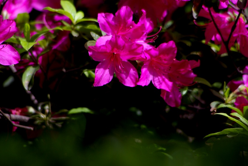 _IGP2103_conew1.jpg