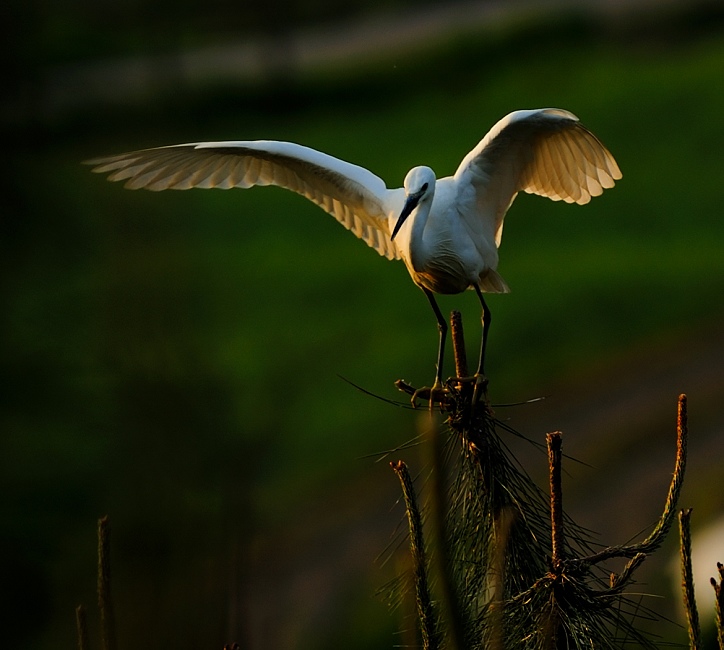DSC_7499.jpg