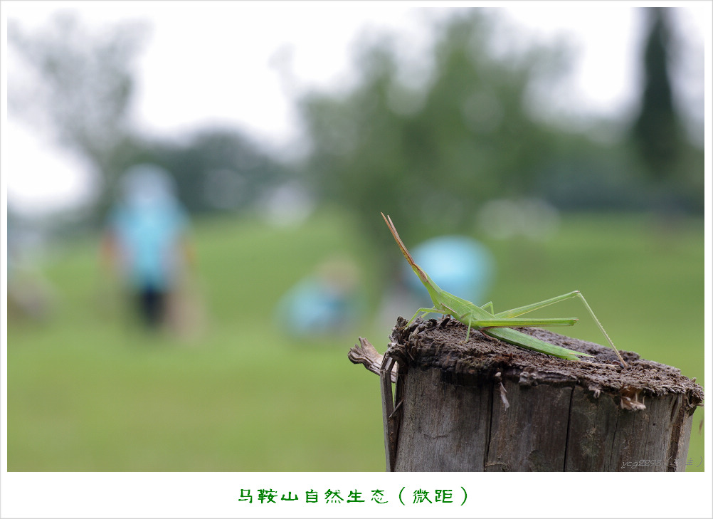 IMGP9422.jpg