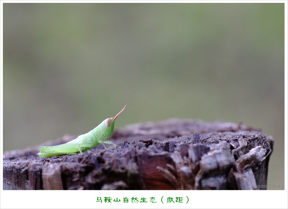 IMGP9495.jpg