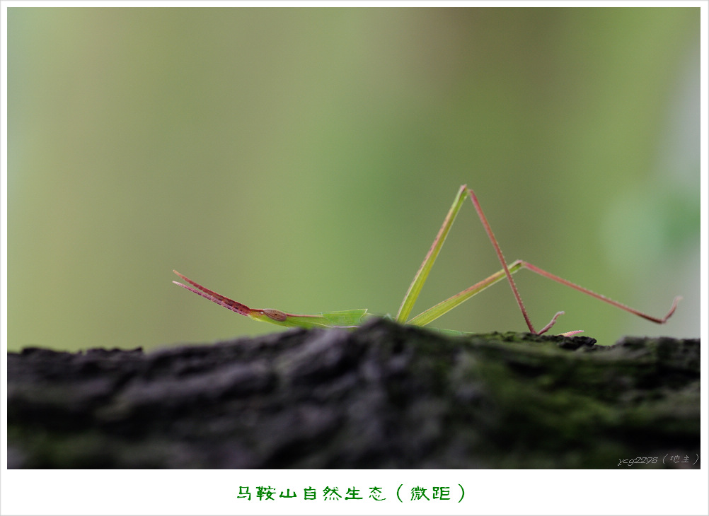 IMGP9538.jpg