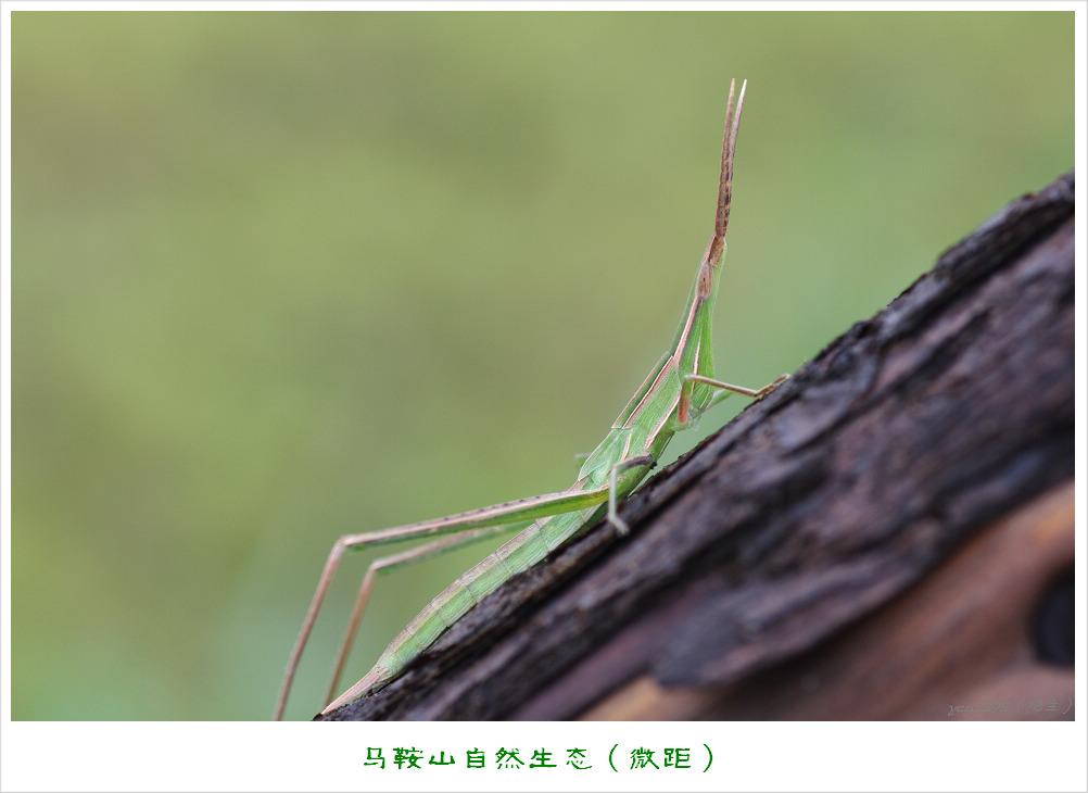 IMGP9370.jpg