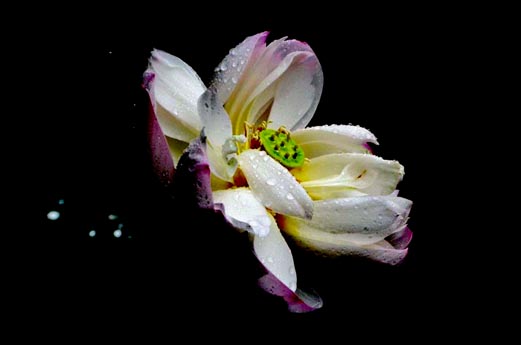 IMG_1848.JPG