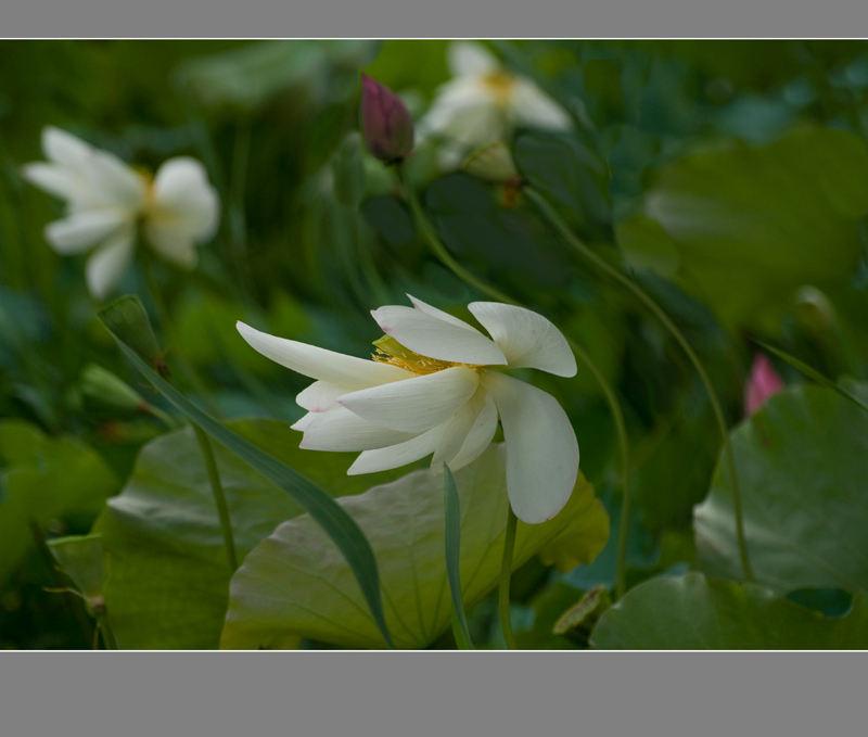 DSC_1456a.jpg
