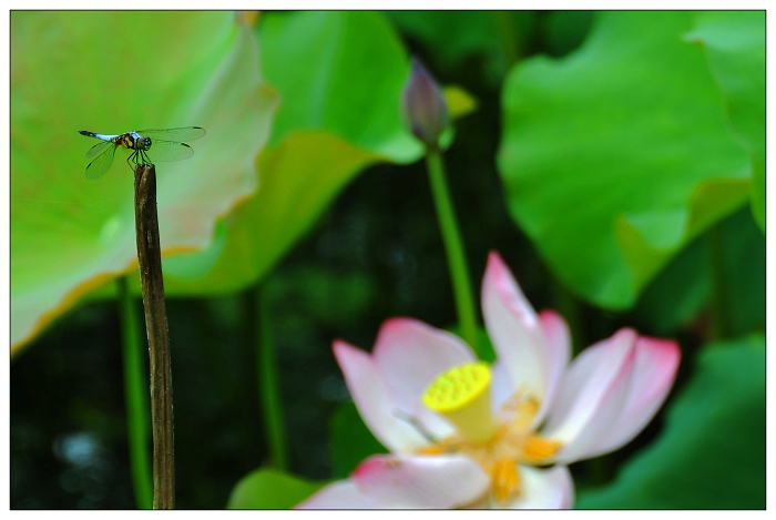 DSC_5899a.jpg