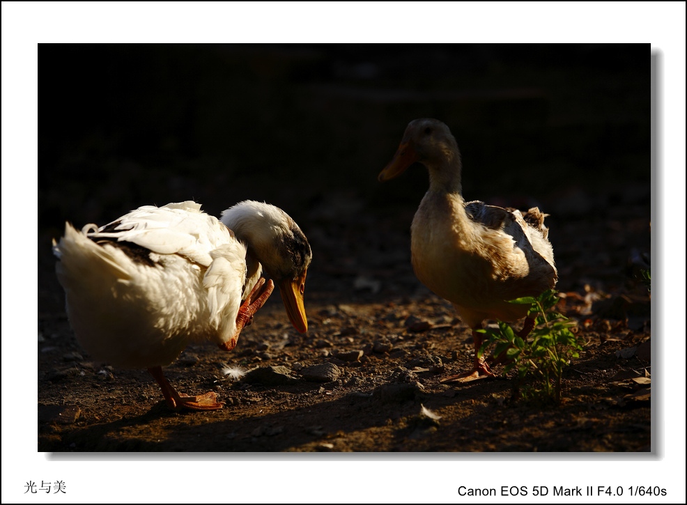 IMG_5547A_conew3.jpg