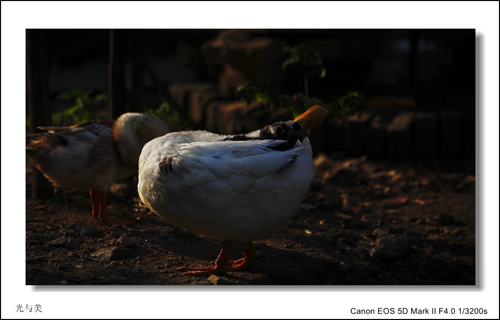 IMG_5545A_conew2.jpg
