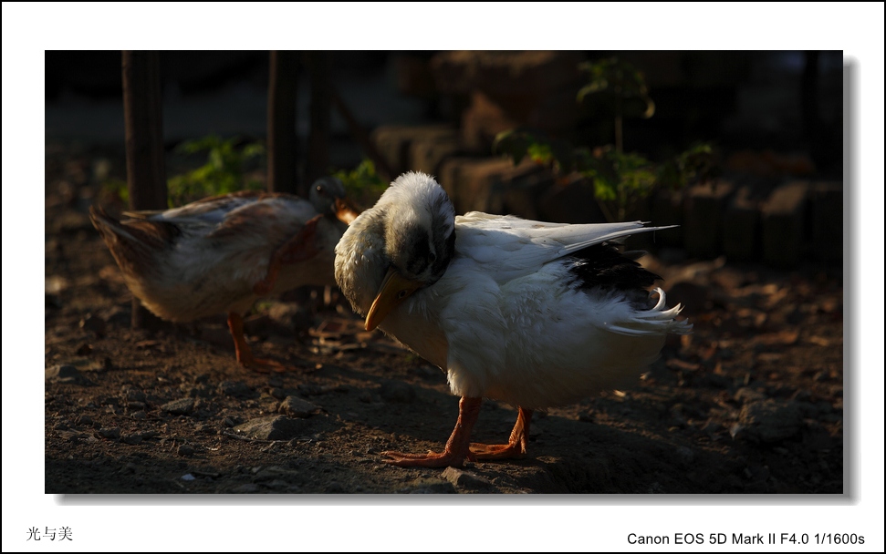 IMG_5544A_conew2.jpg
