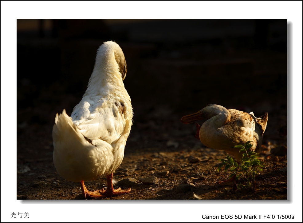 IMG_5548A_conew3.jpg
