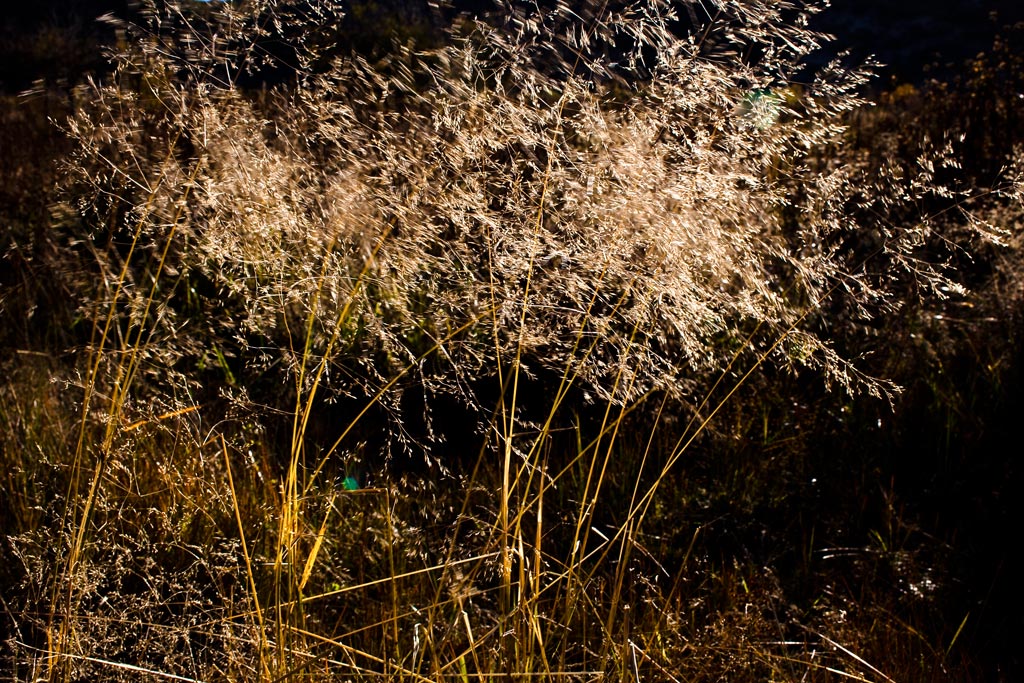 _MG_5001-0-ys.jpg