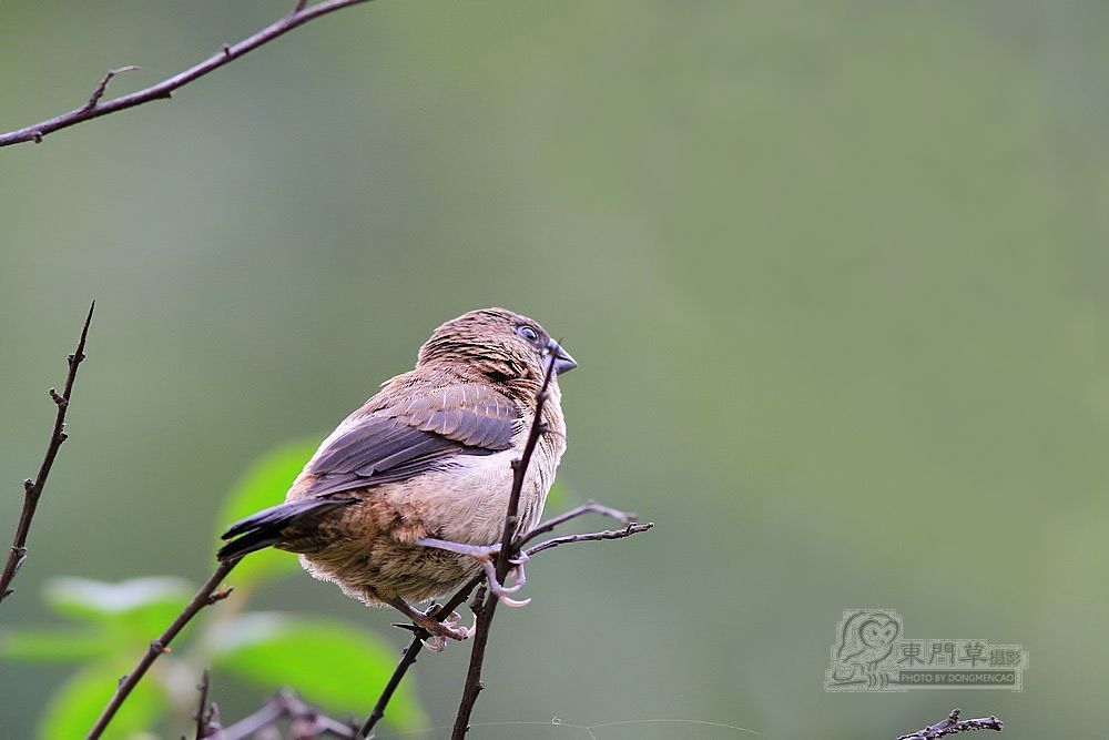 IMG_3940-g10-1_filtered-1.jpg