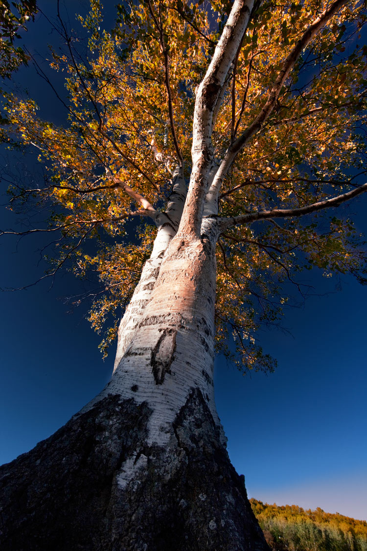 _MG_5115-0-ys.jpg