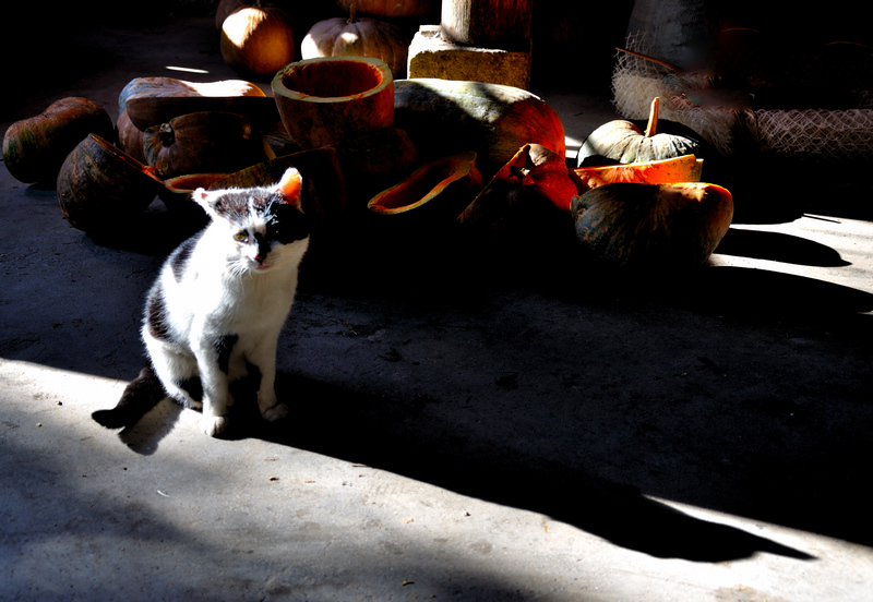 DSC_0021_1550.1.jpg