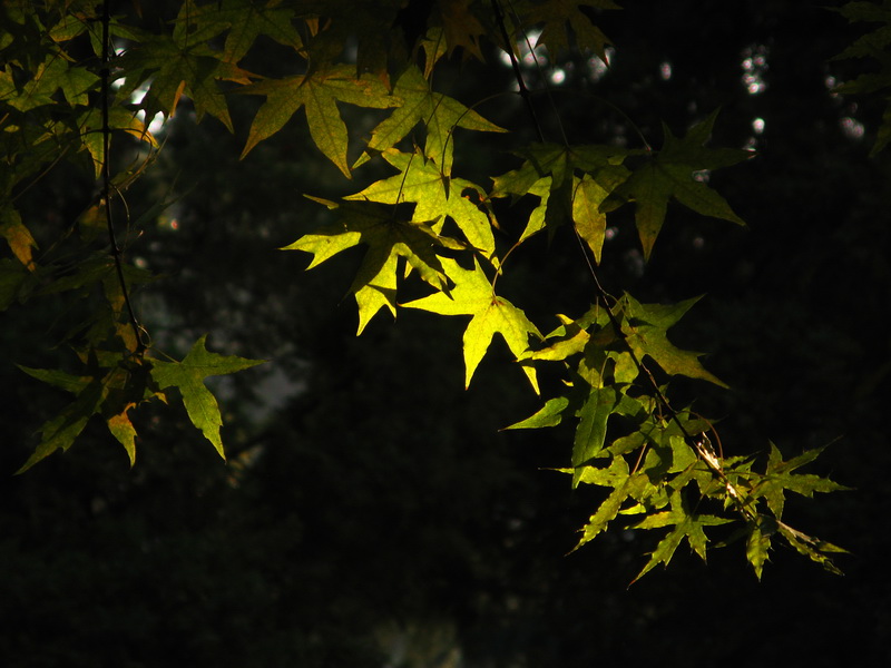 IMG_1308_web.jpg