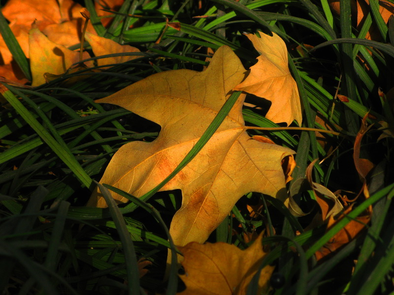 IMG_1384_web.jpg