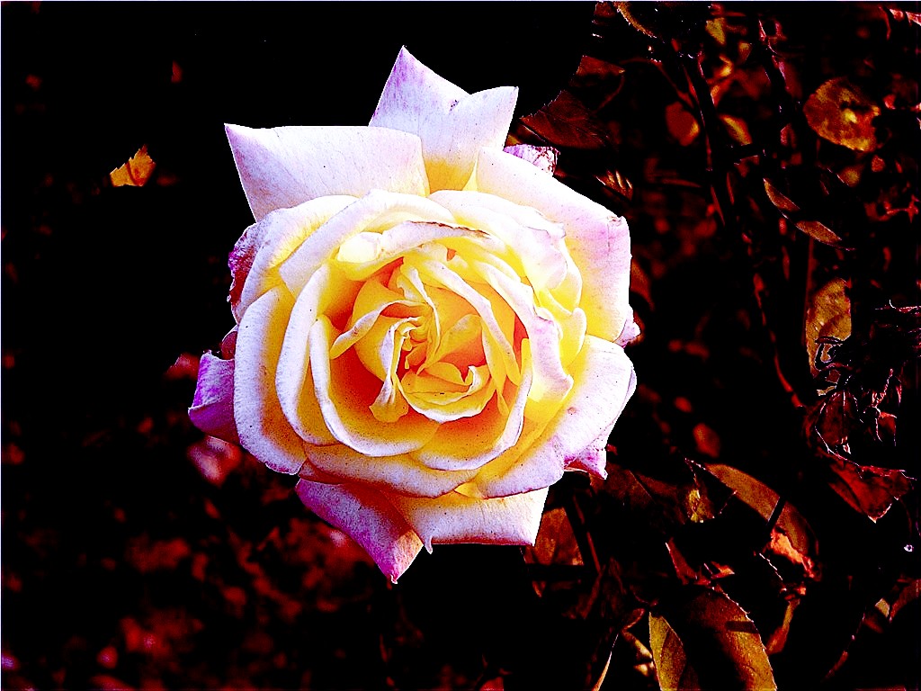 p1250614___.jpg