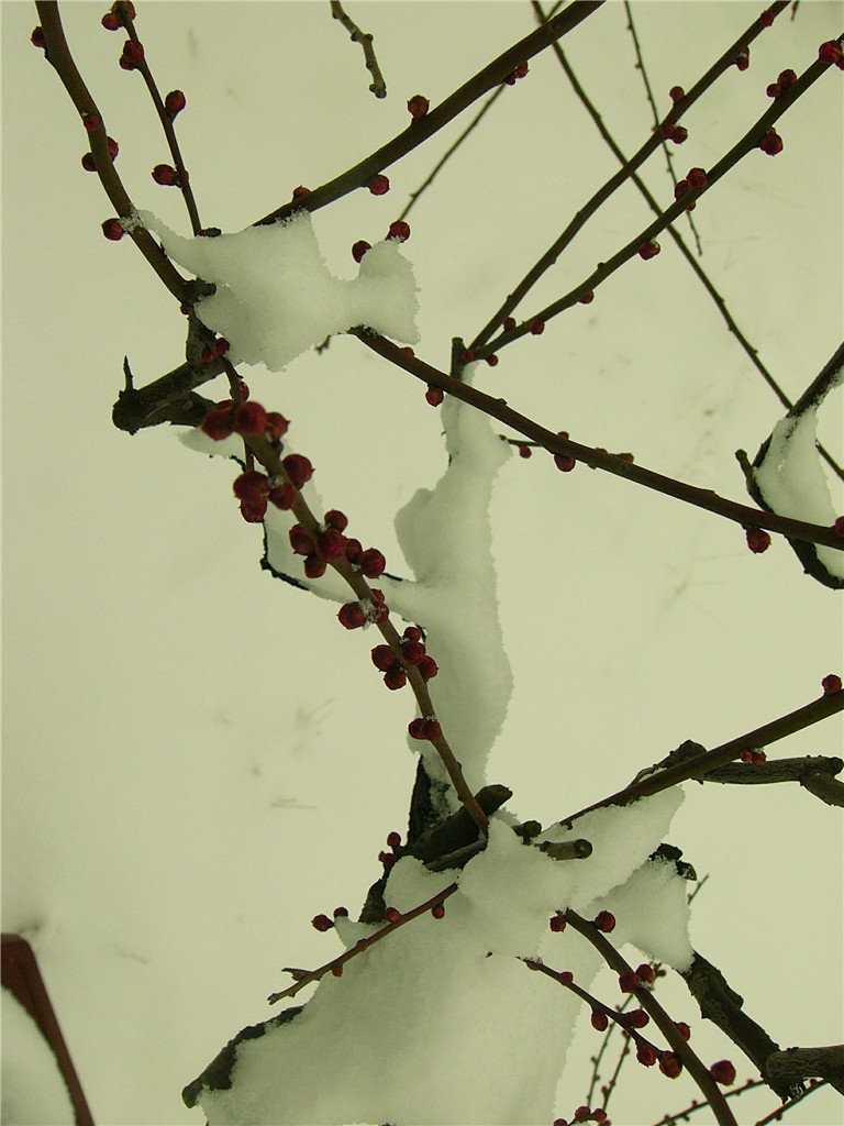 p1260332_ת_.jpg
