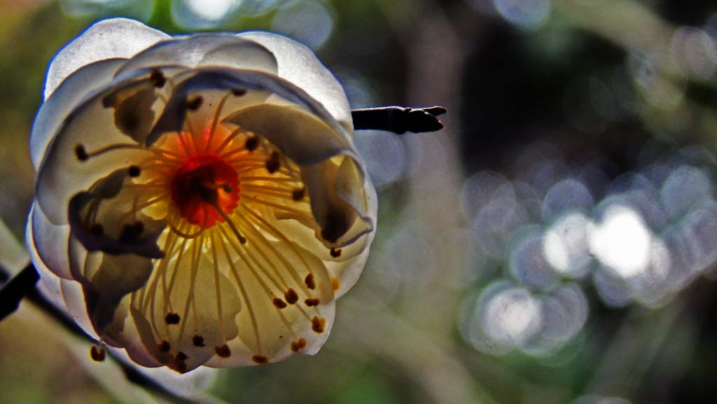 DSC04906.jpg