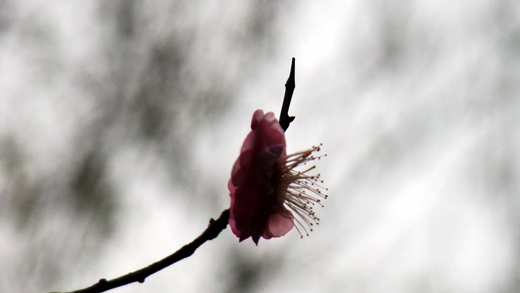 DSC04900.jpg