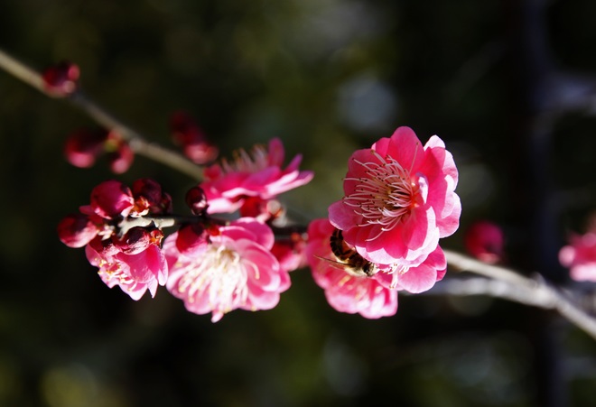 _MG_6457.jpg