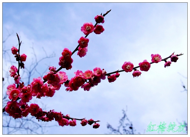 DSCF1780-2.jpg