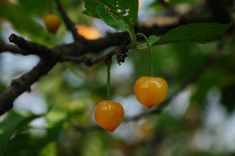 DSC_1053.jpg