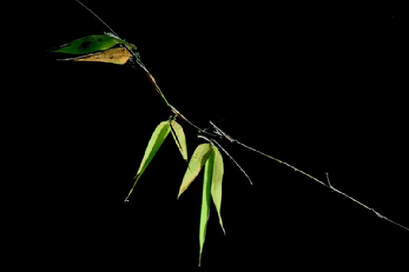 3.gif