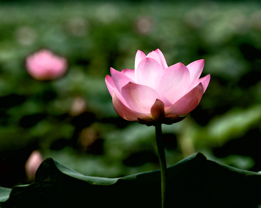 DSC03111.jpg