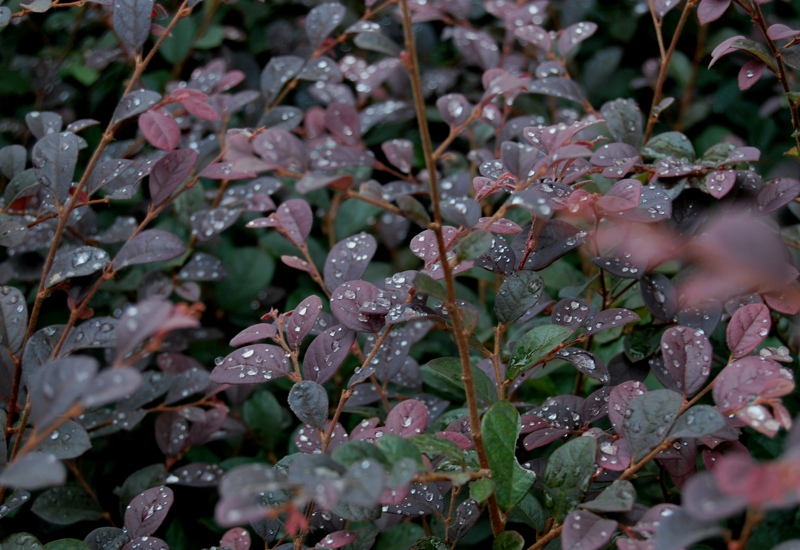 雨后晶莹1