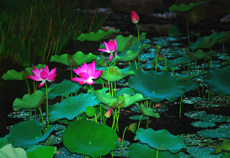 DSC_0008_conew2.jpg