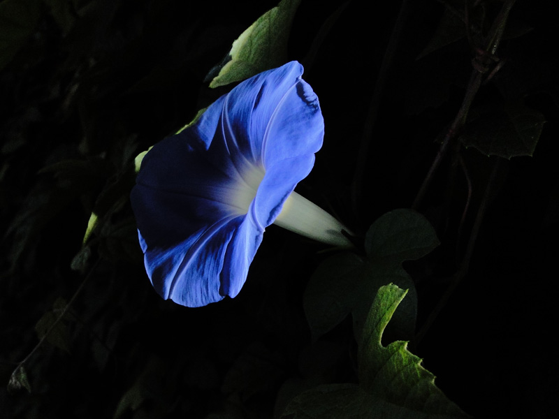DSC09268.JPG