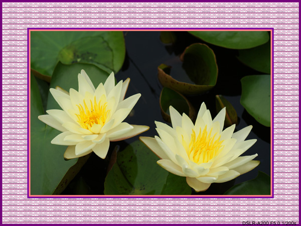 DSC09080_conew1.JPG