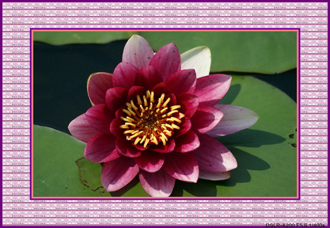 DSC03183_conew1.JPG