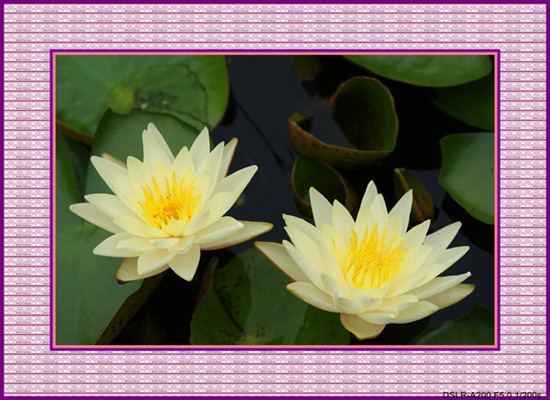 DSC09080_conew1.JPG