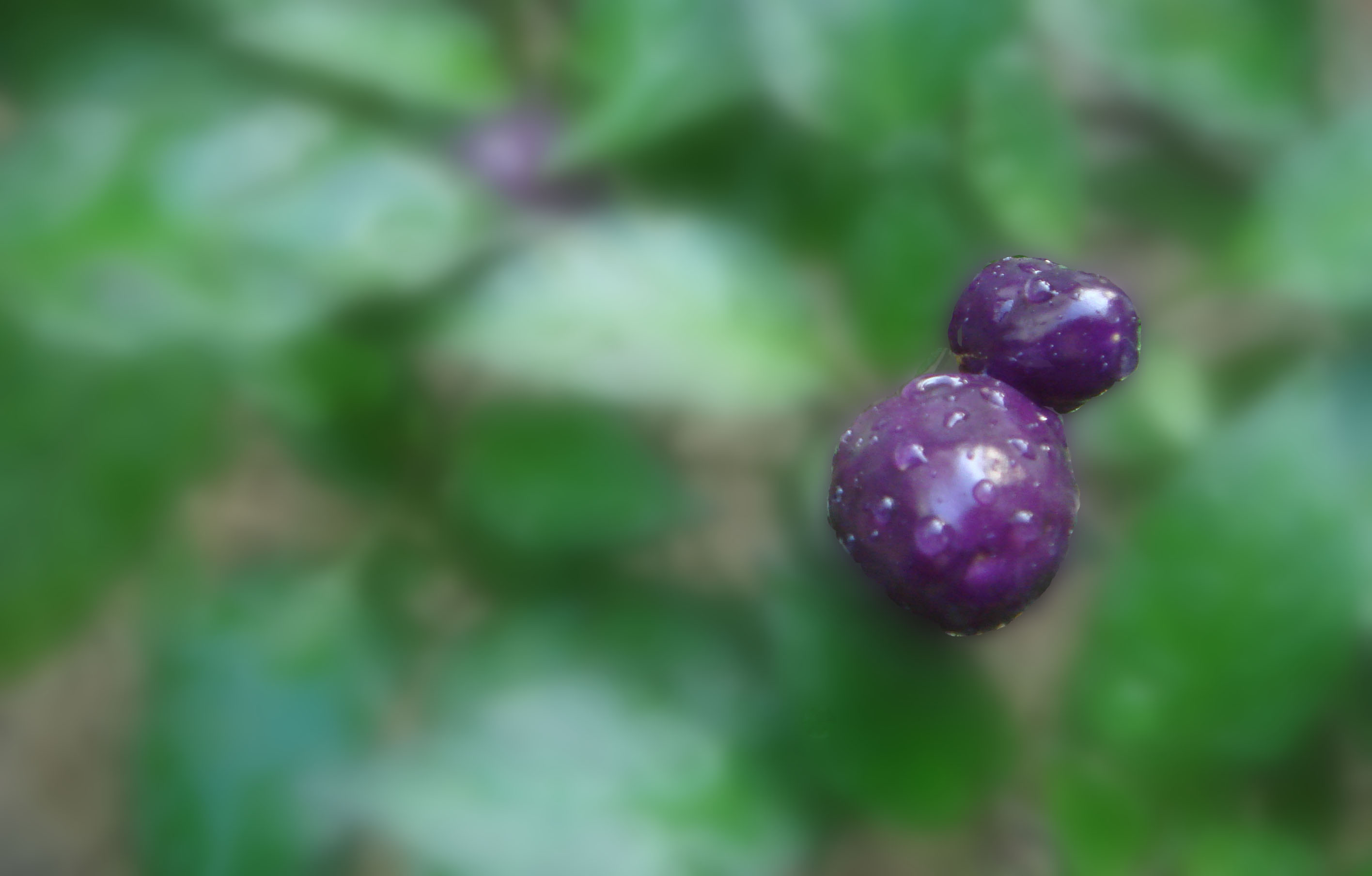  DSC09039.jpg