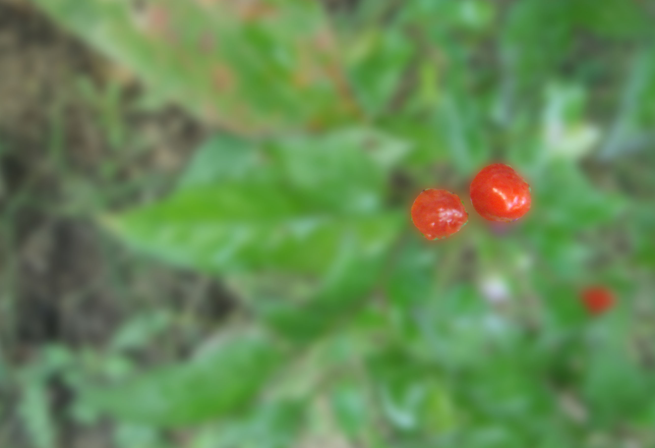  DSC09049.jpg