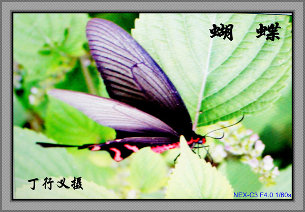 DSC00228_conew1.jpg