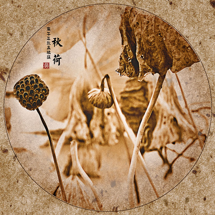 残荷111.jpg